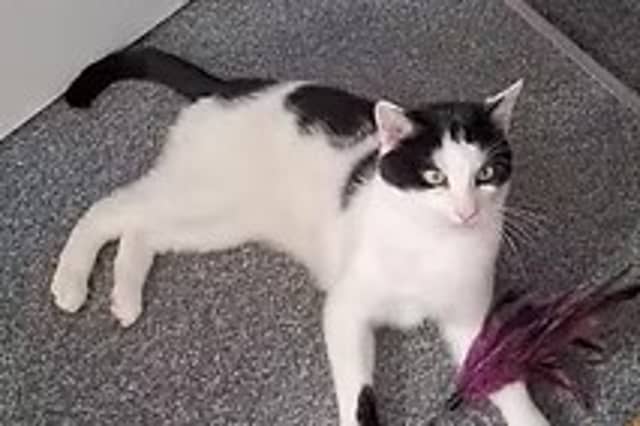 A gentle, independent boy who is clean and well-behaved, Trevor loves head scratches and playing with feather toys. He is looking for a calm, adult-only home with safe outdoor access where he can build trust at his own pace.