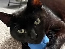 A sensitive, gentle purr machine who adores sitting on laps and soaking up cuddles, Reuben is discovering how wonderful human affection can be. He would thrive either as an only cat with devoted humans or paired with a young, playful, and confident feline friend.