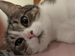 Handsome, fast, and pouncy, Monty is a lively two-year-old who loves chasing feather toys and standing on laps making biscuits once settled. Very affectionate and food-driven, he is looking for a doting owner with outdoor access where he can be the only cat in the home.