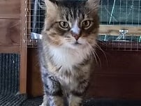 Roscoe is a cuddly, loving boy who adores strokes and Lick-e-Lix once he earns your trust. While he can be a bit hissy with new people, a patient owner willing to give him time will be rewarded with a devoted companion who loves watching the world go by.