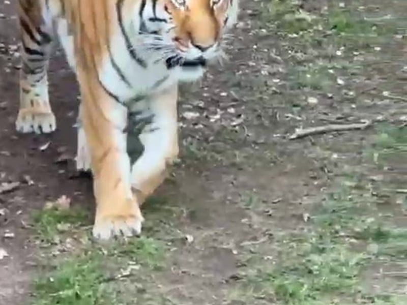 Shots fired are believed to have been to encourage the tiger to retreat so that the enclosure could be made safe