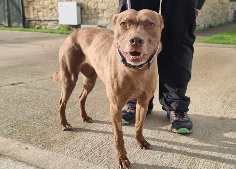 Cherry is a beautiful, smart and active girl who was very nervous when she first arrived into our care. Cherry is growing in confidence day by day and is showing what a brave and courageous girl she is, though remains anxious and shy at times.