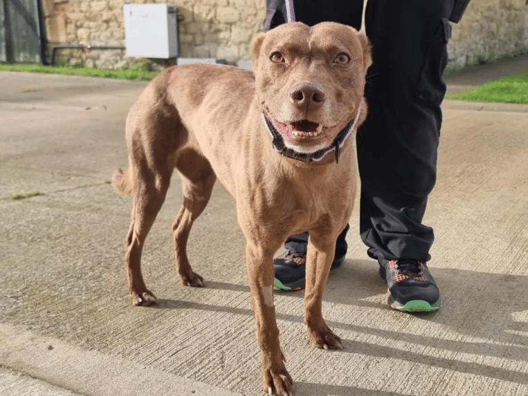 Cherry is a beautiful, smart and active girl who was very nervous when she first arrived into care. Cherry is growing in confidence day by day and is showing what a brave and courageous girl she is, though remains anxious and shy at times.