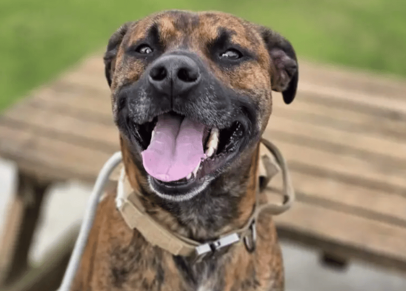 Merlin is a lovely, friendly boy who will need an active family to keep up with him! He’s a strong lad with a tendency to pull on the lead, especially at the start of a walk. He will benefit from a handler who can help to calm him when he gets a little excited!