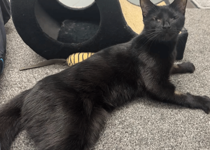 Claudia is a wonderful little lady who heartbreakingly was abandoned here at the shelter, so we have no background information on her previous life. She is blind and our vets suspect she has been so since birth.