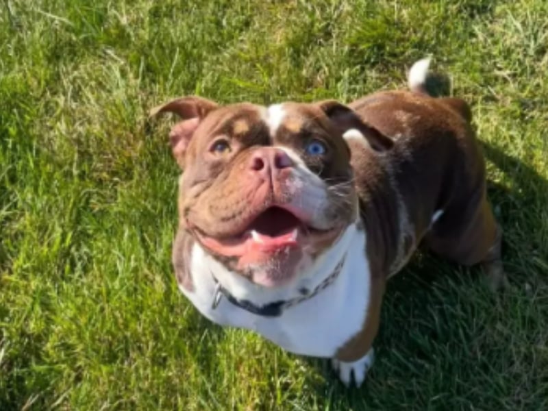 Winnie is a sweet and friendly little lady who can be a little shy when first meeting new people or in new environments but quickly becomes your new best friend! She’s a strong girl who can pull on the lead when excited to be first out on a walk but this settles down into walking nicely beside you, she likes to stay close.
