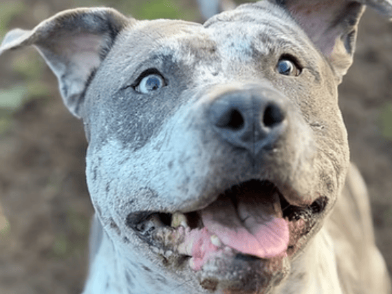 Four-year-old Bulldog cross Vanity is a loving goofball looking for a fresh start after sadly losing her owner. Ball-obsessed and full of personality, this affectionate girl loves playing fetch, going on walks, and snoozing on the sofa, and is seeking a quiet, adult-only home where she can be showered with attention.