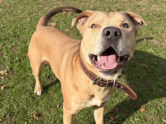 Three-year-old cross breed Butch is a fun-loving, resilient chap with a big personality and a unique, wobbly gait. Unphased by a neurological coordination condition, this smart lad loves running, adventuring, and picking out his own toys, and is looking for a loving adult-only home to call his own.