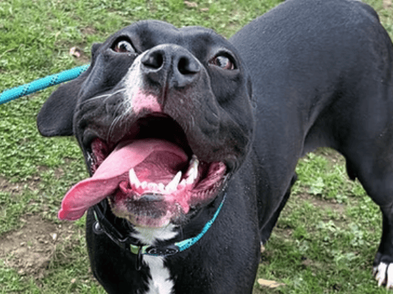 One-year-old Bull breed mix Missy is a gorgeous, loving girl who is making fantastic progress after arriving from the stray kennels distressed. Extremely affectionate and eager to learn, this sweet young lady adores cuddles and is searching for a fresh start with owners who can offer her guidance and plenty of love.