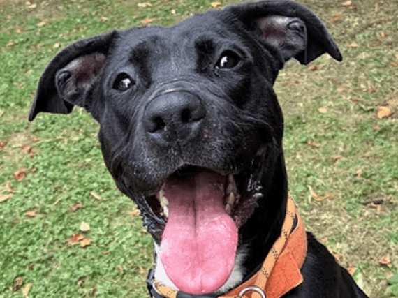 Eighteen-month-old Mastiff cross Mo is a resilient girl looking for a quiet, adult-only home after overcoming a difficult past. Having made fantastic progress in care, she is now an affectionate companion who greets her favourite people with tail wags and bum wiggles, and needs an experienced, patient owner to help her confidence continue to grow.