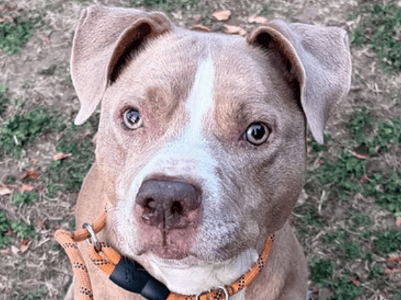 Five-year-old Staffy cross Vera is a cheeky, comical girl looking for a loving home after a turbulent past. Despite enduring a difficult life, this affectionate lass adores people, loves playtime with her toys, and is ready to be the center of attention as an only pet.