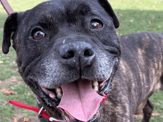 Nine-year-old Staffy cross Hank is a handsome, sweet senior who is definitely no doddery old man. After arriving as a worried stray, he has quickly blossomed into a loving companion who adores walks, cuddles, and human company, and is now searching for a quiet home where he can enjoy a bit of luxury.