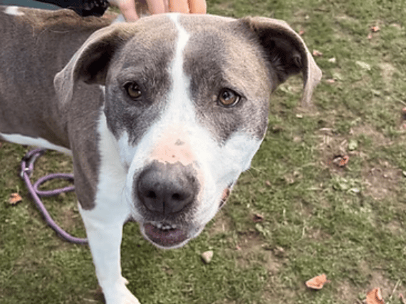 Two-to-three-year-old Staffy cross Rosie is a stunning, sweet-natured girl looking for a fresh start after arriving from the stray kennels. Extremely affectionate and pretty, this loving lass gets along well with other dogs and would thrive in a home with adults or older children.