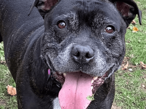 Eight-year-old traditional Staffordshire Bull Terrier Reggie is an adorable, ball-crazy chap with bags of personality. Effortlessly handsome and energetic, this well-rounded lad loves fetch, lead walks, and sofa cuddles, and is looking for a home with older children or active retirees where he can be the star of the show.