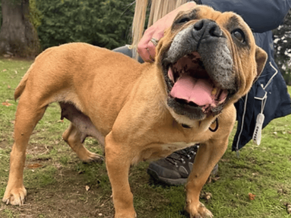 Five-year-old Exotic Bully cross Betty is an exceptionally sweet girl urgently seeking a quiet forever foster home. Due to mobility issues from past bad breeding, Betty enjoys gentle garden tootles and endless cuddles, and needs a calm, stair-free home where she can be showered with love as an only pet.