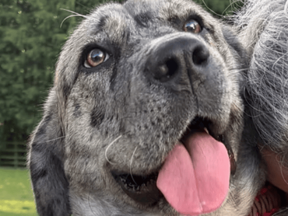 Ten-month-old large breed puppy Heidi is a stunning, loveable cuddle monster looking for an active home to grow up in. Abandoned as a stray, this smart and friendly girl knows basic commands, plays well with other dogs, and would thrive in a home with older children and a secure garden.