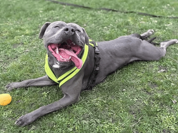Three-year-old Staffy cross Bobby is a handsome, sweet-natured large lad with a big heart and a love for cuddles. Ball-bonkers and eager to please, this bouncy boy loves rural adventures and stream play, and is looking for an adult-only home where he can be the only pet and enjoy all the home comforts he deserves.