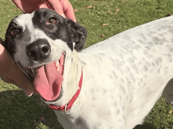 Two-year-old Lurcher Scout is a sweet, affectionate girl looking for a fresh start after coming into care from a local Yorkshire stray kennel. Despite showing signs of past mistreatment, Scout is a resilient and loving dog who adores belly rubs, paddock zoomies, and human attention.