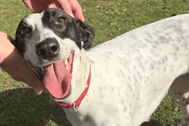 Two-year-old Lurcher Scout is a sweet, affectionate girl looking for a fresh start after coming into care from a local Yorkshire stray kennel. Despite showing signs of past mistreatment, Scout is a resilient and loving dog who adores belly rubs, paddock zoomies, and human attention.