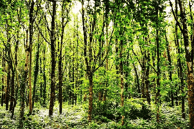 Galway City Council's image of Merlin Woods in 10 years time after replanting