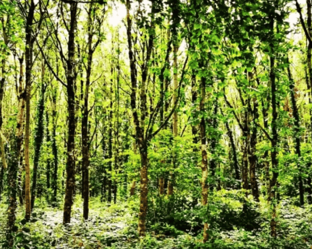 Galway City Council's image of Merlin Woods in 10 years time after replanting