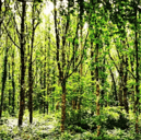 Galway City Council's image of Merlin Woods in 10 years time after replanting