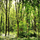 Galway City Council's image of Merlin Woods in 10 years time after replanting