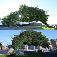 Newcastle's 'Bendy Tree' wins UK Tree of the Year award