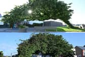 Newcastle's 'Bendy Tree'