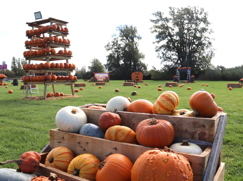 New this year is the Portsmouth pumpkin patch which is based just off the Eastern Road in Farlington.

With free entry the pumpkin patch will open on Saturday, October 17.

