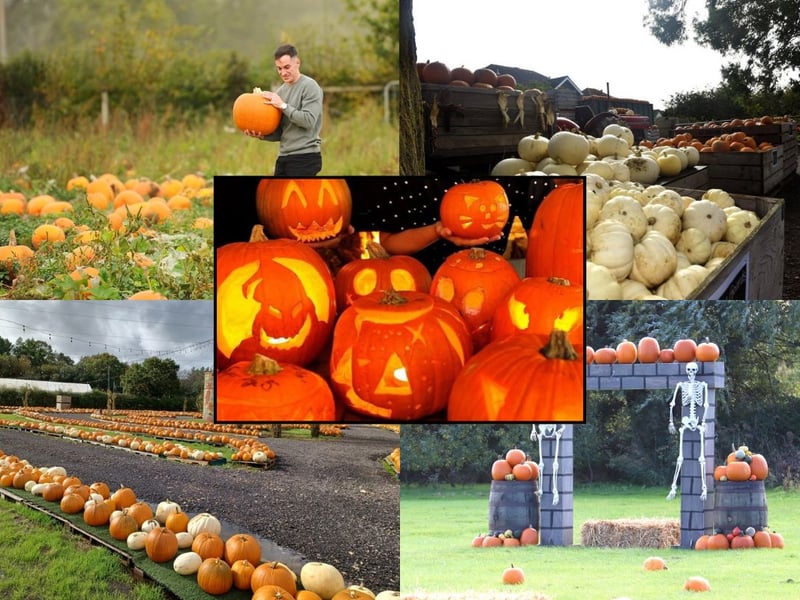 The best pumpkin patches in the Portsmouth area