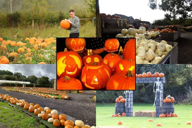 The best pumpkin patches in the Portsmouth area