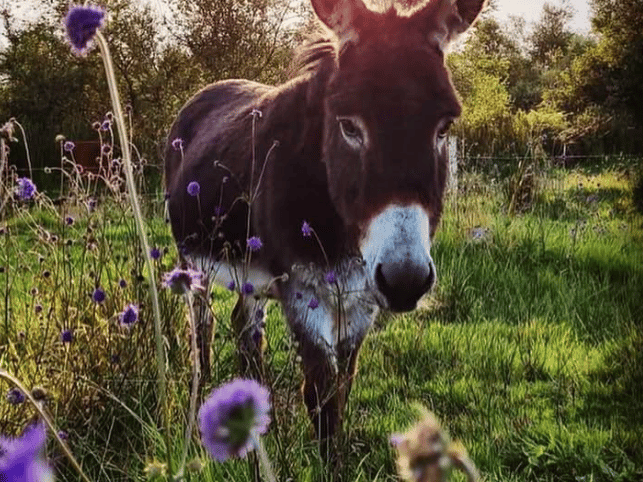 Santina Kennedy- Sally in a field of Devils Bit Scabious , Dromahair
