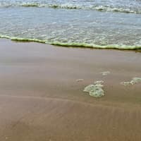 Green wave on the North Coast