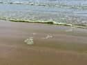 Blue green algae on Portstewart Strand