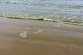 Blue green algae on Portstewart Strand