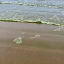 Blue green algae on Portstewart Strand
