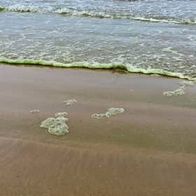 Blue green algae on Portstewart Strand