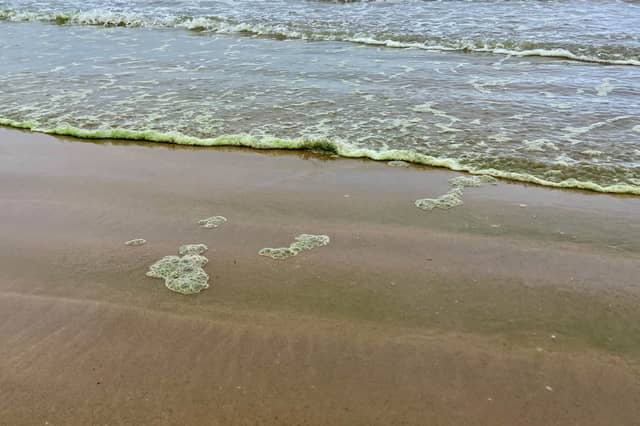 Blue green algae on Portstewart Strand
