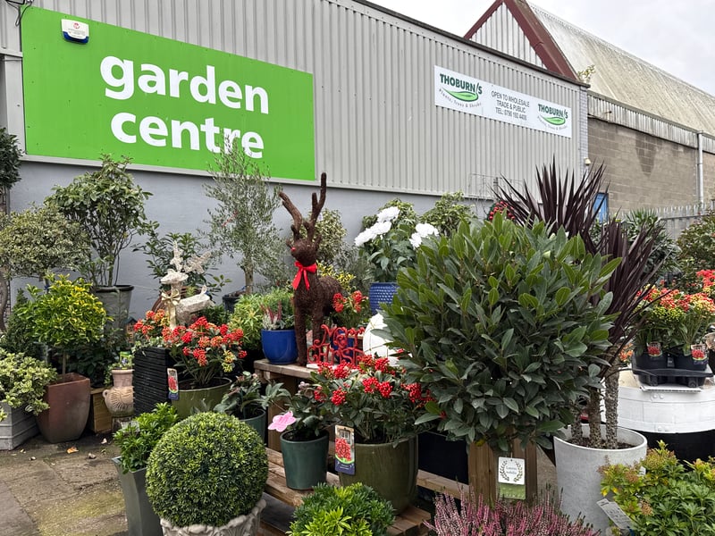 The TCL Christmas shop makes the most of space at Thoburn's Garden Centre in Wear Street, Hendon. While TCL specialises in fabric decorations, the garden centre will soon take delivery of hundreds of real Christmas trees.