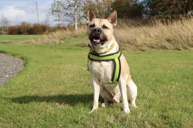Hugo is looking to be welcomed into a quiet, adult-only home with no other pets, where consistency, routine and patience will help him settle. His adopters should be happy to continue his training, put appropriate management in place and keep leaving hours to a minimum.