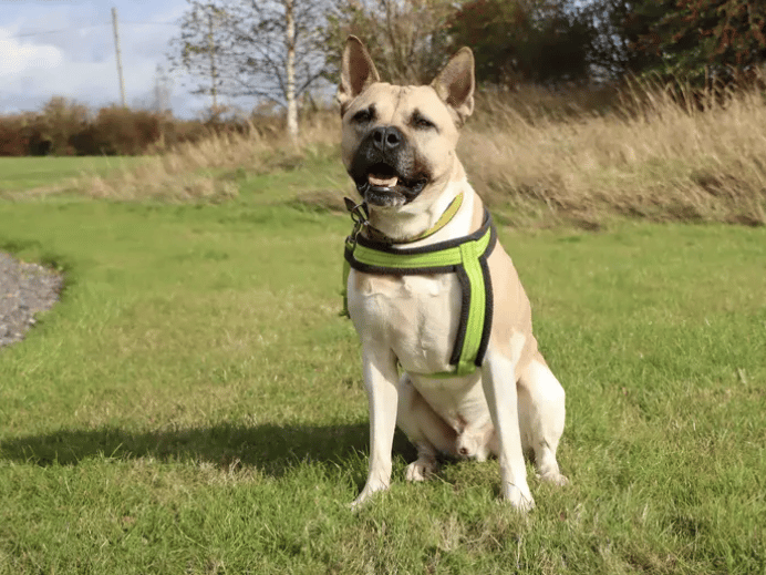 Hugo is looking to be welcomed into a quiet, adult-only home with no other pets, where consistency, routine and patience will help him settle. His adopters should be happy to continue his training, put appropriate management in place and keep leaving hours to a minimum.