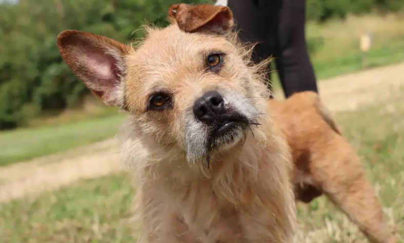 Tango is looking for an adult family who will allow him time to settle and help build up his confidence with everyday life. Handling can be overwhelming for Tango but with patience and a strong relationship in place his affectionate side does shine through. Adopters will need to be prepared to make multiple visits to the centre to ensure that a bond is in place to help the transition to the home be successful.