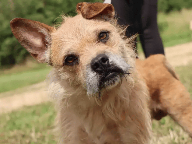 Tango is looking for an adult family who will allow him time to settle and help build up his confidence with everyday life. Handling can be overwhelming for Tango but with patience and a strong relationship in place his affectionate side does shine through. Adopters will need to be prepared to make multiple visits to the centre to ensure that a bond is in place to help the transition to the home be successful.