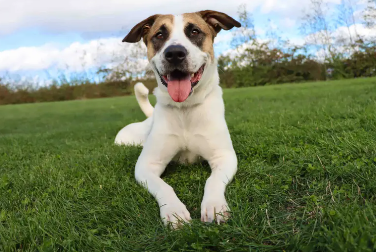 Lulu is a beautiful girl ready to find her new family. She’s looking for a calm home environment where she can settle in at her own pace. Her housetraining and time spent alone will need to be built up gradually, and adopters should be happy to continue supporting her with confidence building and socialisation around other dogs.