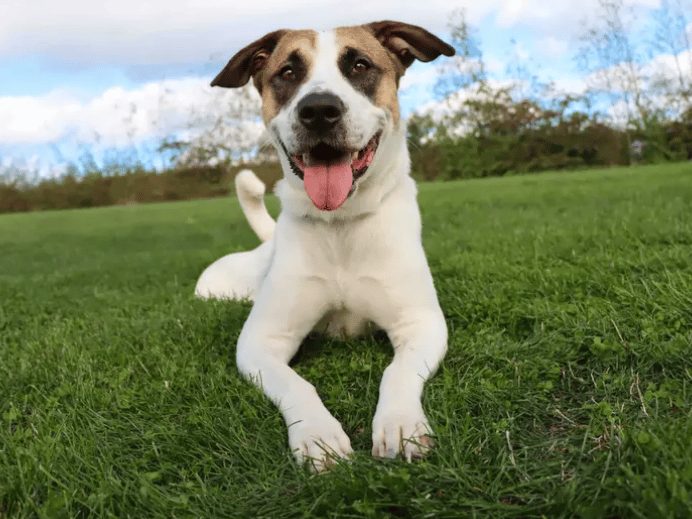 Lulu is a beautiful girl ready to find her new family. She’s looking for a calm home environment where she can settle in at her own pace. Her housetraining and time spent alone will need to be built up gradually, and adopters should be happy to continue supporting her with confidence building and socialisation around other dogs.