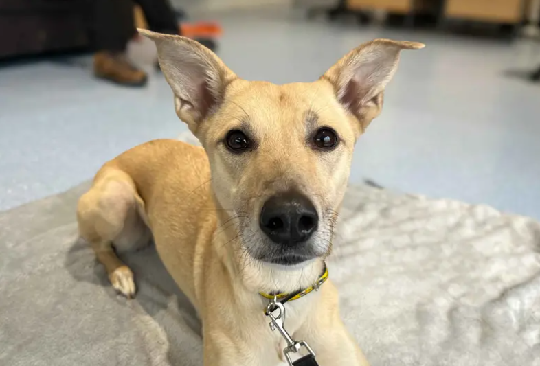 Lara is a sweet girl ready to find a new home. She prefers a calmer life where she can take her time at making new friends and adjusting to new surroundings. Adopters will need to be willing to continue basic training, house training, building up alone time and confidence building.