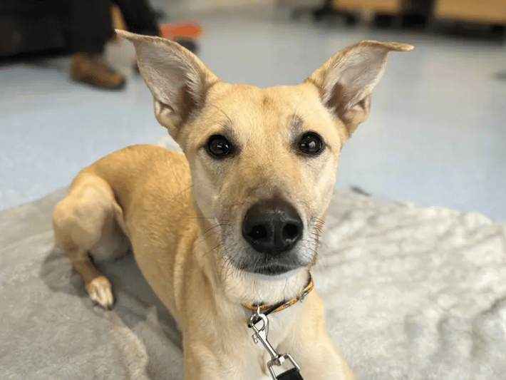Lara is a sweet girl ready to find a new home. She prefers a calmer life where she can take her time at making new friends and adjusting to new surroundings. Adopters will need to be willing to continue basic training, house training, building up alone time and confidence building.