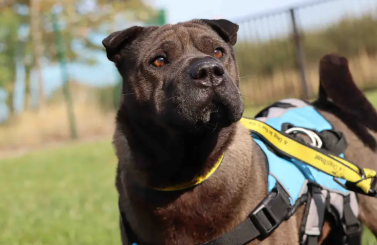 Trixie is a lovely girl looking to join an adult household and be the only pet. A quiet home set up will be ideal as Trixie needs a confidence boost and gradual socialisation with day-to-day life. With patience her sweet side shines through and her confidence grows.