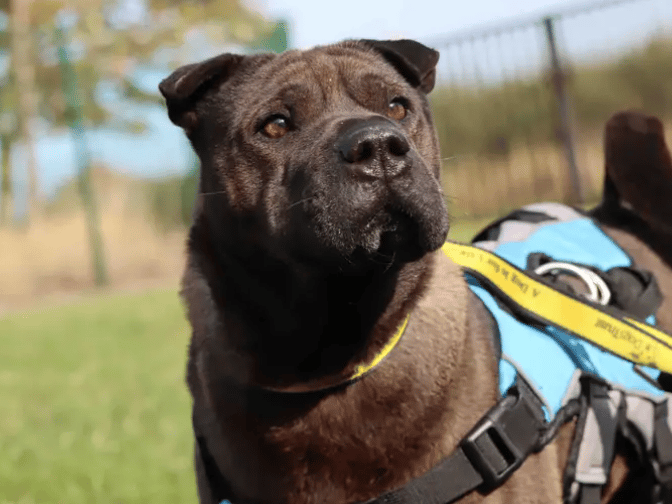 Trixie is a lovely girl looking to join an adult household and be the only pet. A quiet home set up will be ideal as Trixie needs a confidence boost and gradual socialisation with day-to-day life. With patience her sweet side shines through and her confidence grows.